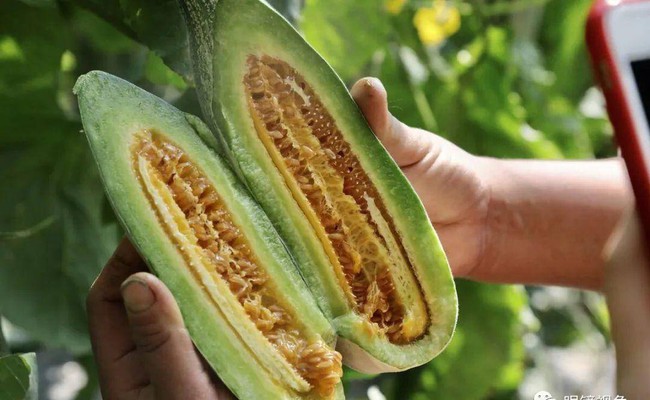 Dưa lê, dưa bở chọn quả rốn to hay rốn nhỏ?-6