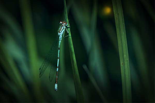 Nhận cái kết viên mãn trong tháng 4 Âm lịch, 4 con giáp chăm chỉ kinh doanh, bận rộn đếm tiền-5