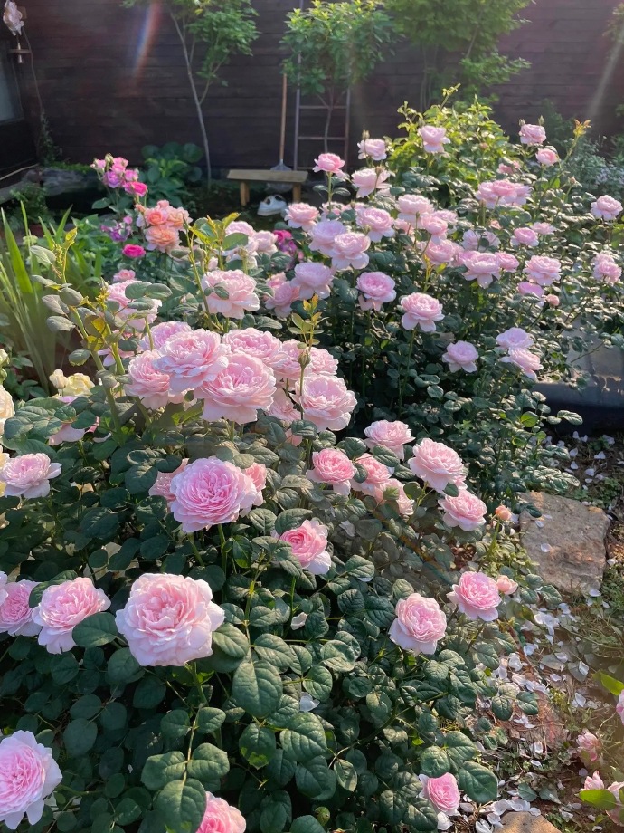 Chi 1,6 tỷ xây nhà, làm vườn đẹp như phim hoạt hình để sống một mình ở quê-15