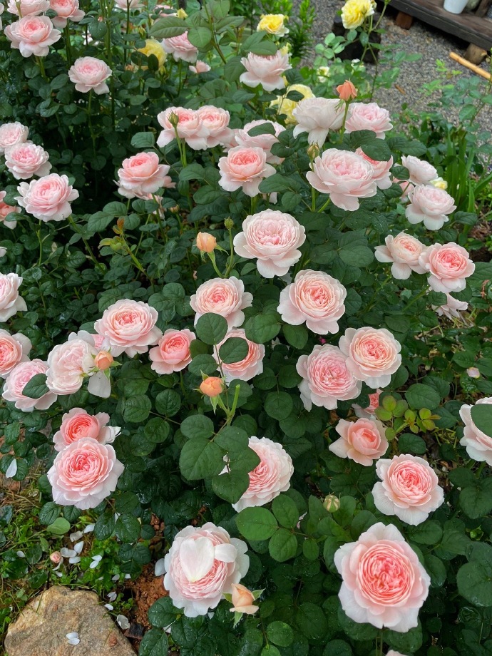 Chi 1,6 tỷ xây nhà, làm vườn đẹp như phim hoạt hình để sống một mình ở quê-16