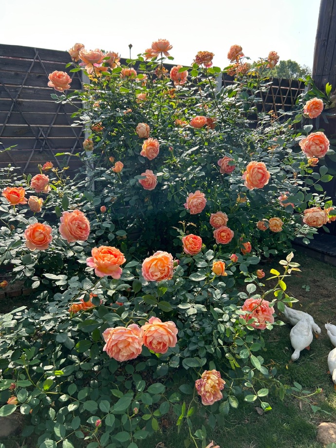 Chi 1,6 tỷ xây nhà, làm vườn đẹp như phim hoạt hình để sống một mình ở quê-17