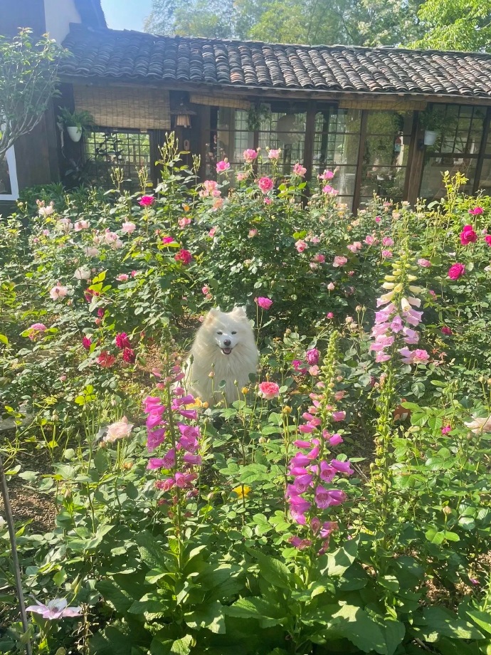 Chi 1,6 tỷ xây nhà, làm vườn đẹp như phim hoạt hình để sống một mình ở quê-21