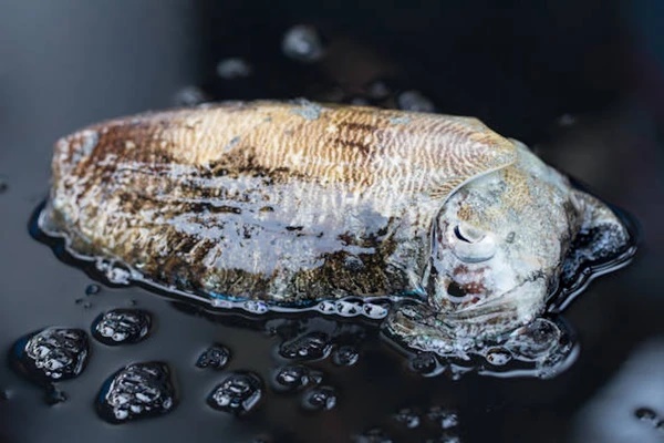 Thứ bên trong con mực giúp chống ung thư được người Nhật chuộng dùng-3