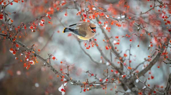 Nhận cái kết viên mãn trong tháng 4 Âm lịch, 4 con giáp chăm chỉ kinh doanh, bận rộn đếm tiền-3