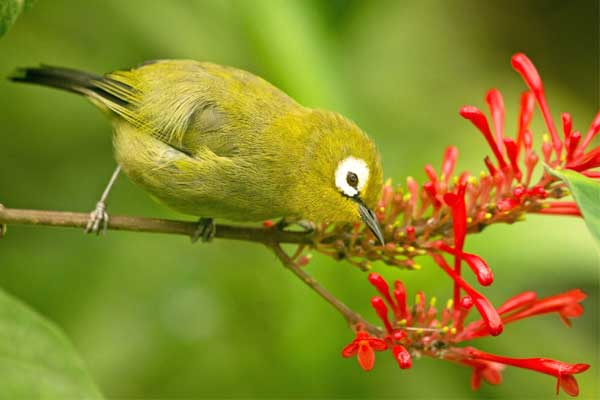 Thời đến không cản nổi, 3 con giáp nổi bật dù cạnh tranh khốc liệt, cuối tháng 6 công thành danh toại-4