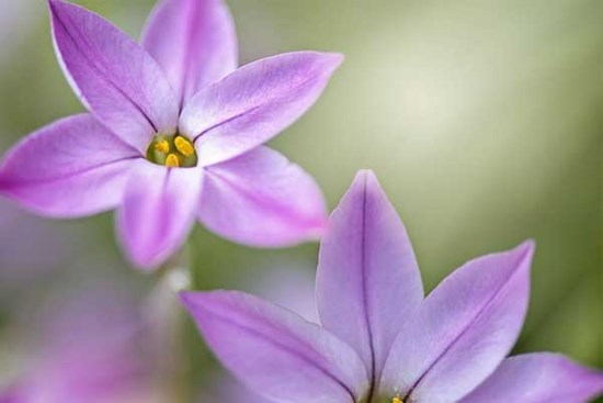 Tử vi ngày 10/6/2023: Tuổi Tý may mắn bất ngờ, tuổi Dậu thoát được hoạn nạn