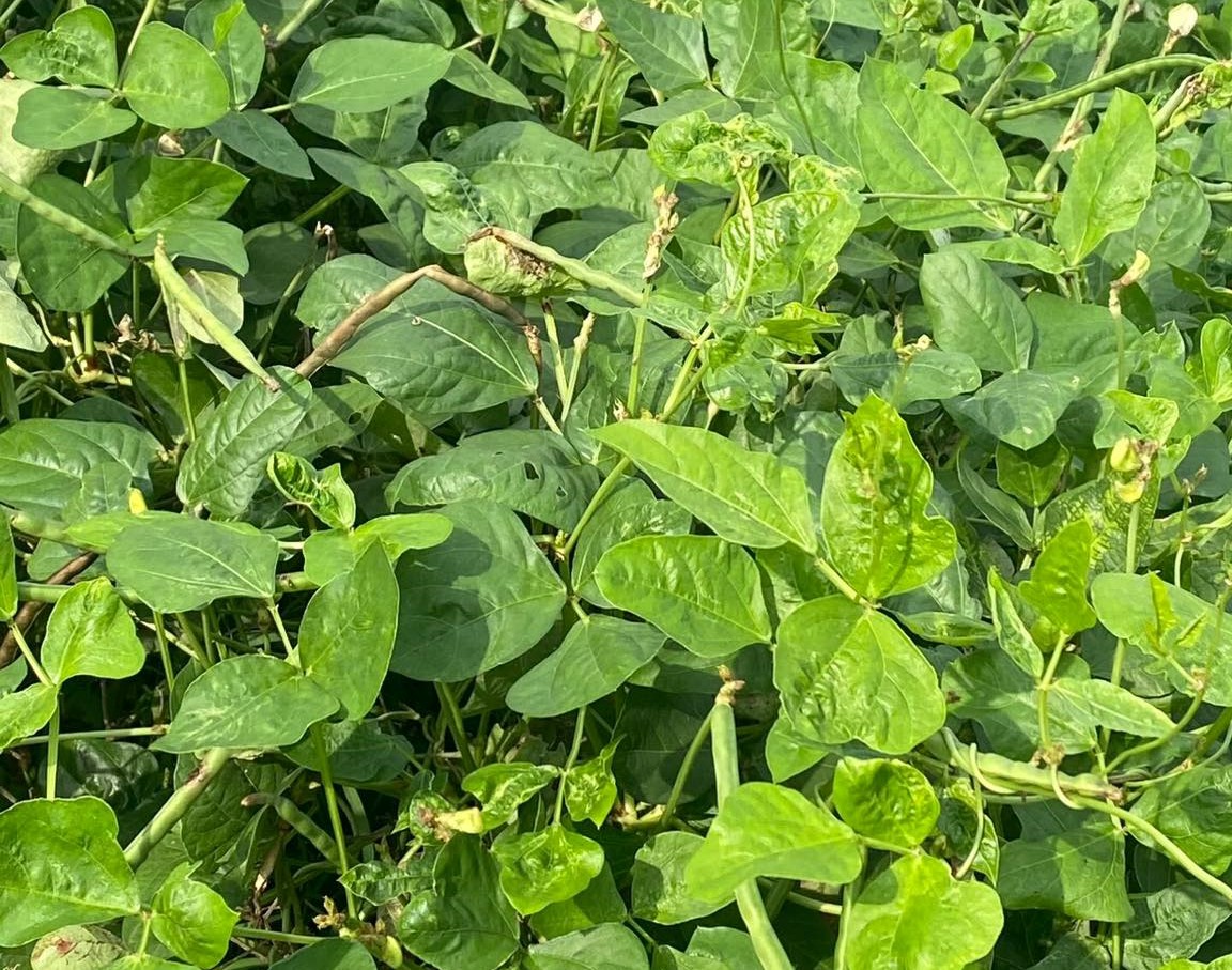 Đỗ đen bán giá cao ngất vẫn cháy” hàng, người trồng tiết lộ lý do-1