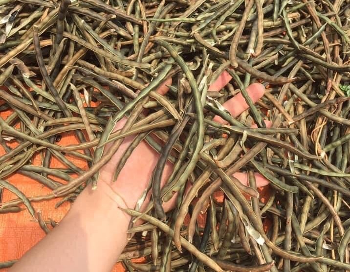 Đỗ đen bán giá cao ngất vẫn cháy” hàng, người trồng tiết lộ lý do-2