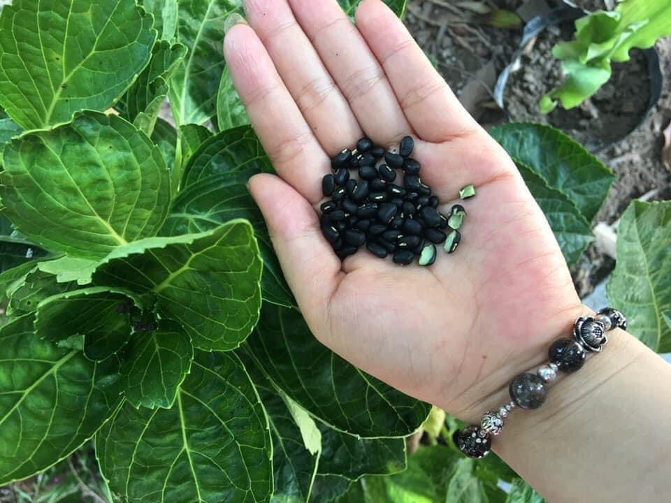 Đỗ đen bán giá cao ngất vẫn cháy” hàng, người trồng tiết lộ lý do-3