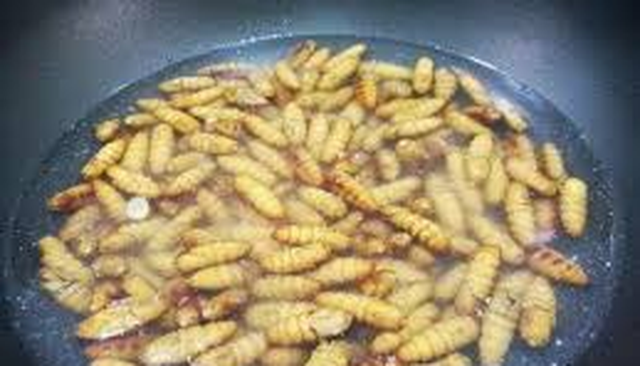 Cách rang nhộng tằm với lá chanh 99% ăn là ghiền của người Hà Nội-1