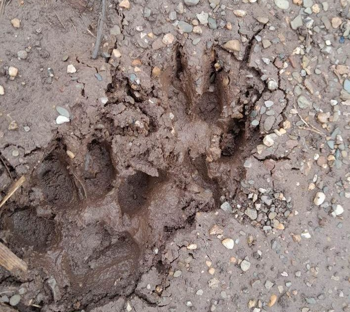 Nghi vấn phát hiện 2 con hổ rừng ở Sơn La-1