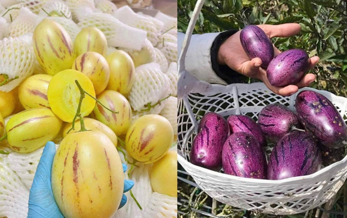 Những loại dưa hấu độc lạ, giá cao vẫn hút khách-1