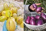 Kỳ lạ dưa hấu màu tím được trồng ở Việt Nam, giá bán hơn 100.000 đồng/kg-4