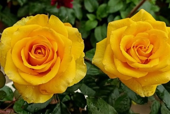 Giữa tháng 6 mở cửa đón quý nhân, 3 con giáp kiên trì theo đuổi đam mê, nay đã hái quả ngọt