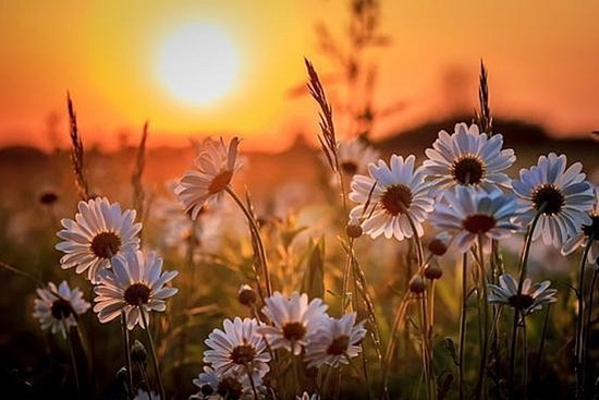 Tử vi ngày 12/6/2023: Tuổi Sửu trọng trách lớn lao, tuổi Tuất tiểu nhân nhòm ngó