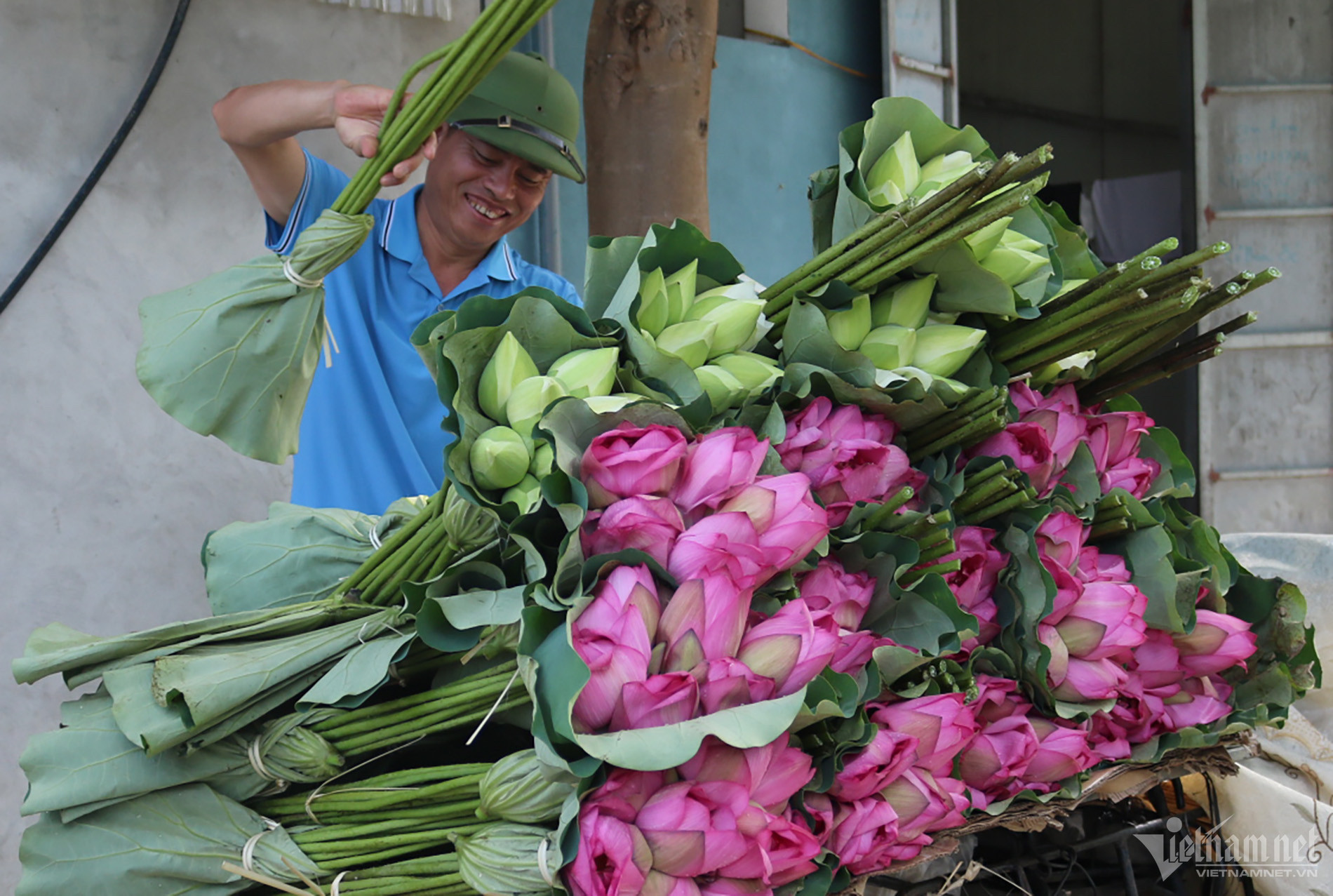 Mùa hoa sen nở hái cả triệu bông, anh nông dân thu 8 tỷ đồng-2