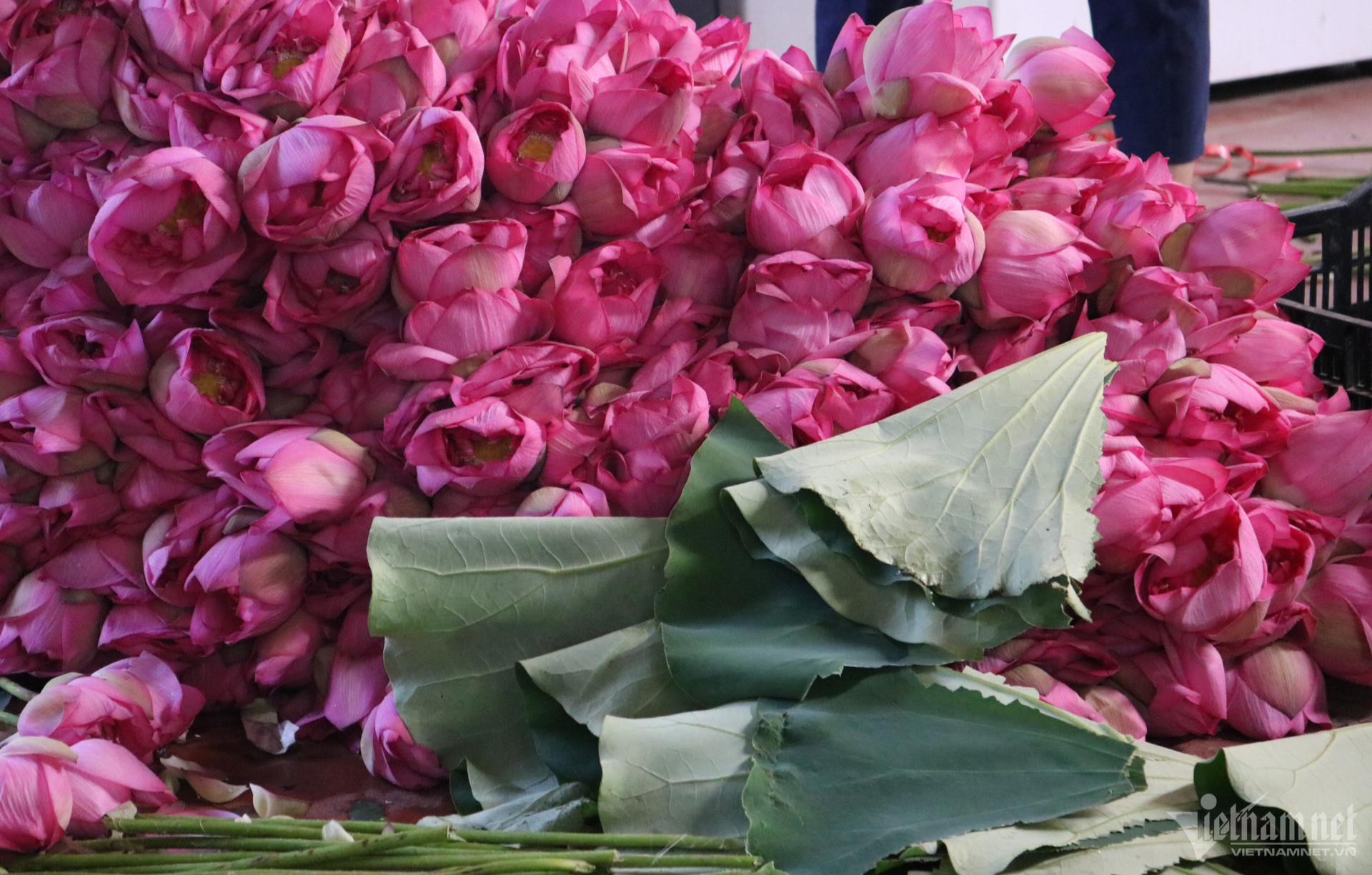 Mùa hoa sen nở hái cả triệu bông, anh nông dân thu 8 tỷ đồng-3