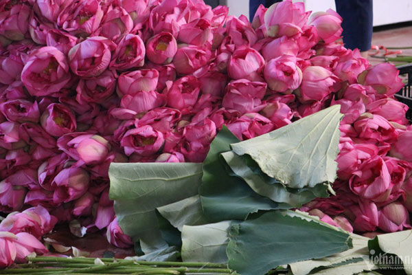 Chị em phát sốt, lùng mua bằng được hoa sen đột biến độc lạ-8