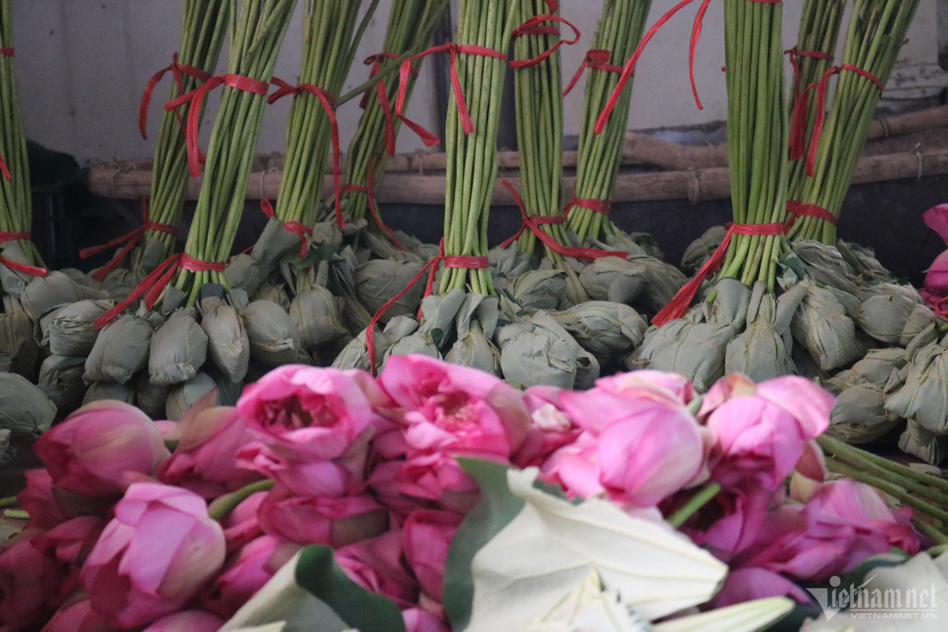 Mùa hoa sen nở hái cả triệu bông, anh nông dân thu 8 tỷ đồng-6