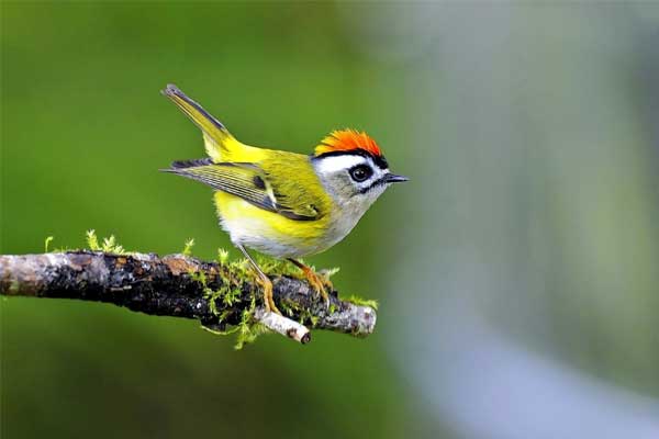 Phúc lộc song toàn, 4 con giáp tháng 6 cơm có thịt cá, không còn khổ cực, càng sống càng khấm khá-1