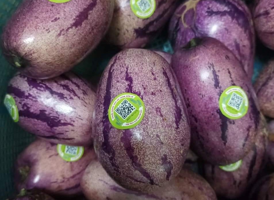 Kỳ lạ dưa hấu màu tím được trồng ở Việt Nam, giá bán hơn 100.000 đồng/kg-2