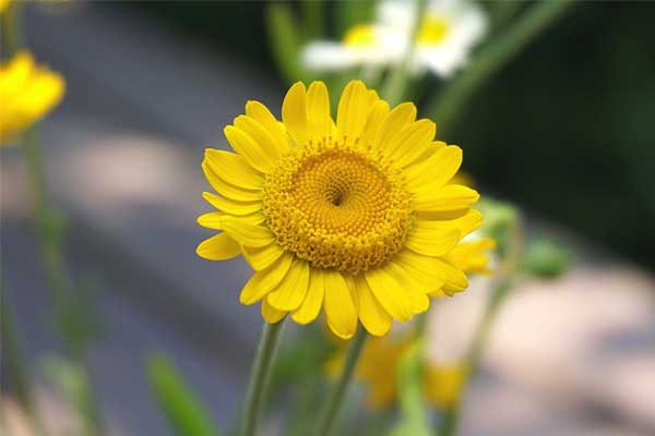 4 nốt ruồi phú quý, ai sở hữu vận số suôn sẻ, cả đời không phải lao lực vì tiền-2