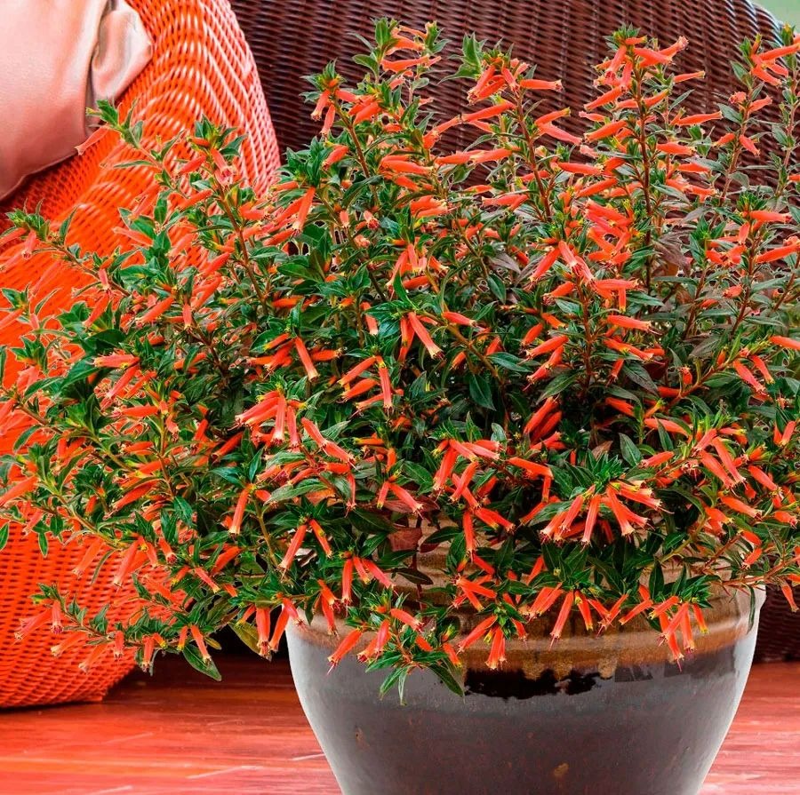 Đổi gió với 2 cây cảnh nhỏ mà có võ, ai nhìn thấy cũng mê mẩn, khó rời-5