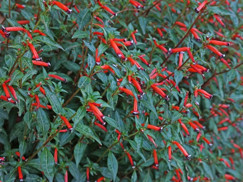 Đổi gió với 2 cây cảnh nhỏ mà có võ, ai nhìn thấy cũng mê mẩn, khó rời-9