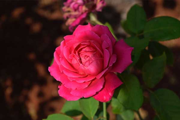 Tài lộc như mưa mùa hạ, cuối tháng 4 Âm lịch, 3 con giáp không bon chen cũng kiếm tiền đầy túi-4