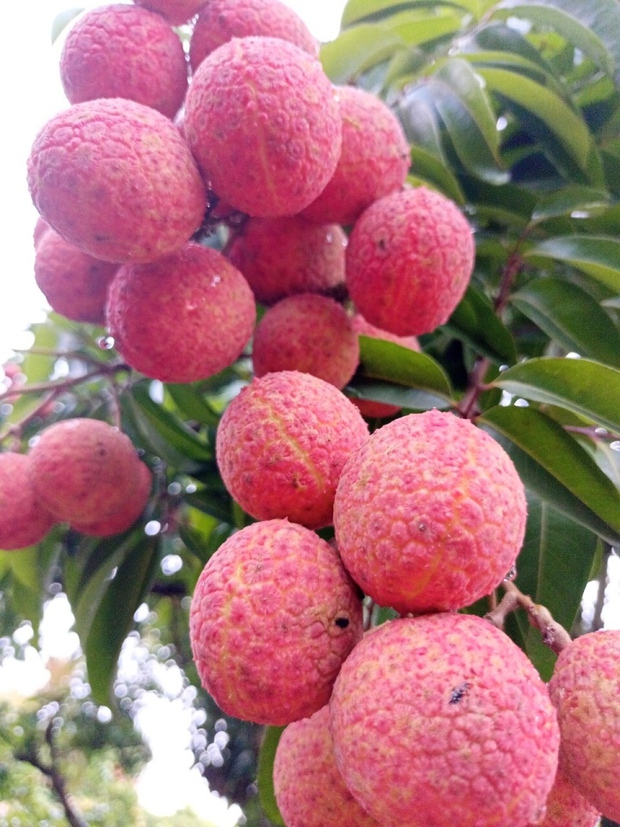 Rộ mốt mua cả cây vải thiều giá chục triệu đồng, ăn cho đỡ nghiện-1