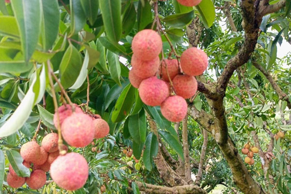 Những cây như khúc củi khô, một khi vào tay đại gia yêu cây cảnh thổi thêm chi tiết lạ lên ngay tiền tỷ-6
