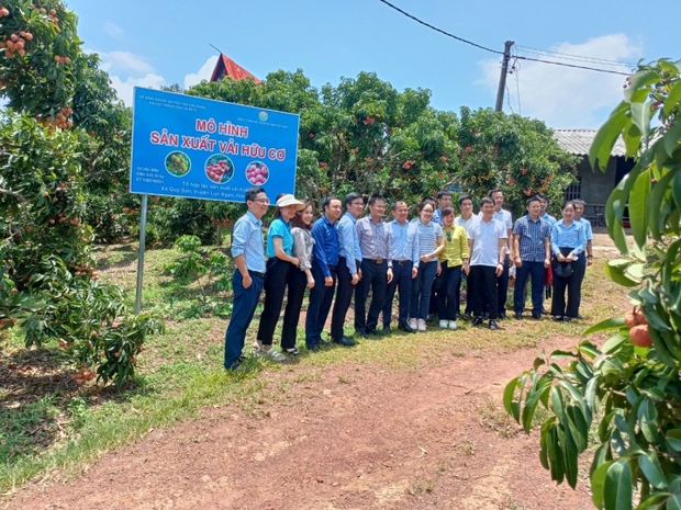 Rộ mốt mua cả cây vải thiều giá chục triệu đồng, ăn cho đỡ nghiện-3