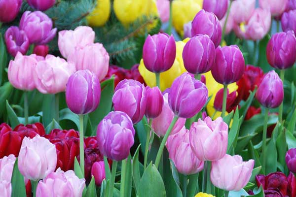 Tài lộc như mưa mùa hạ, cuối tháng 4 Âm lịch, 3 con giáp không bon chen cũng kiếm tiền đầy túi-1