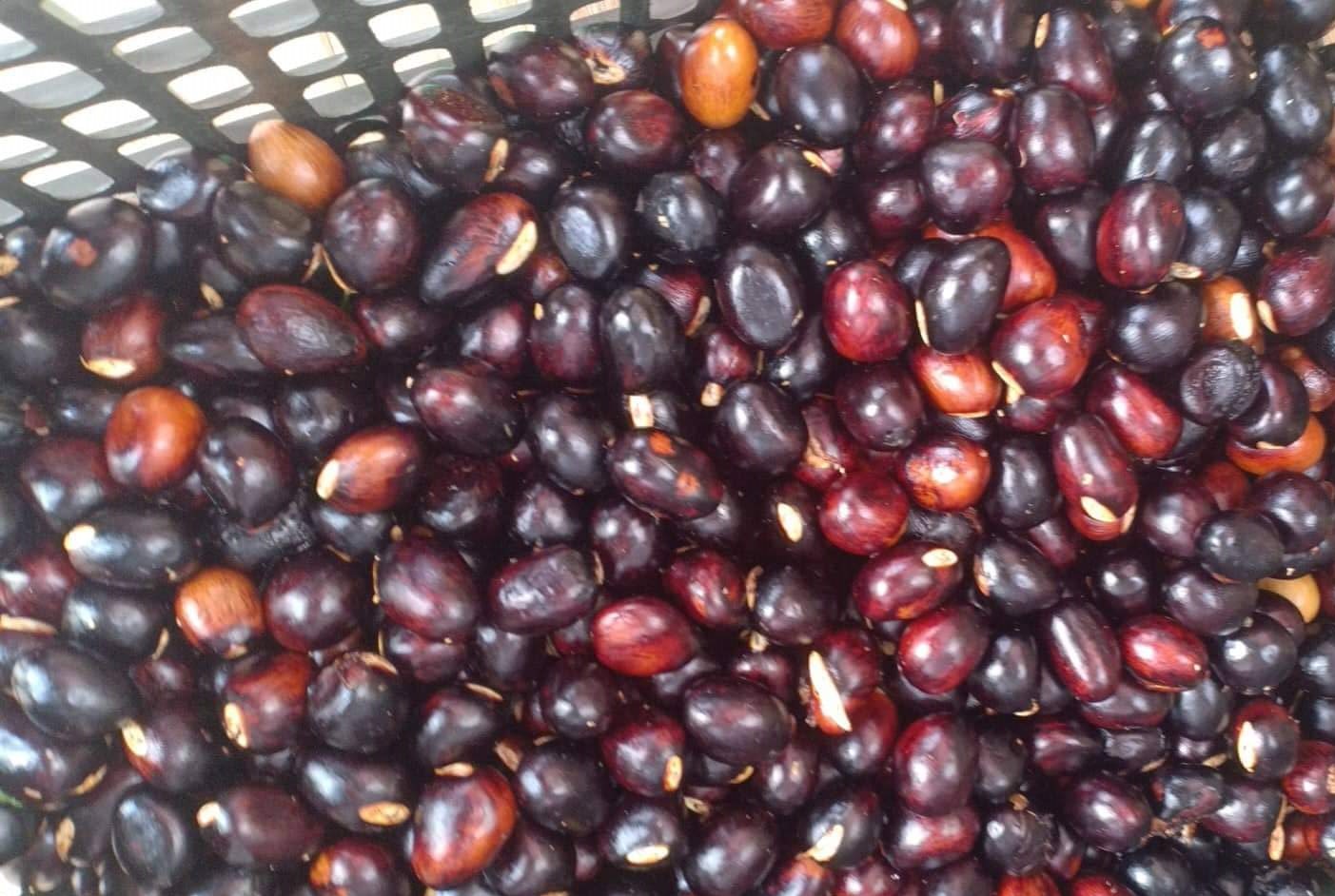 Vào rừng đi nhặt thứ hạt này về bán, dân kiếm hàng trăm nghìn/ngày-3