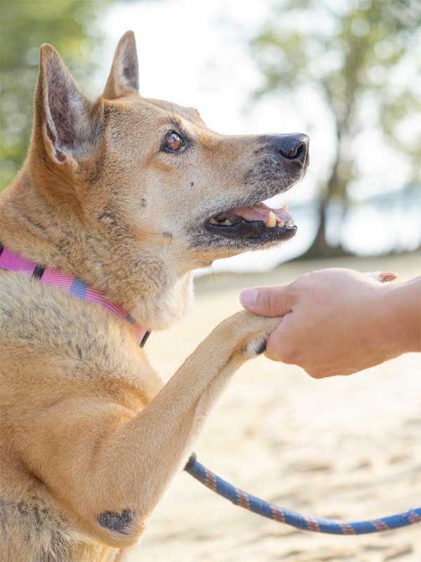 Chủ leo núi Everest mất tích cũng là lúc chó cưng ở nhà hấp hối-1