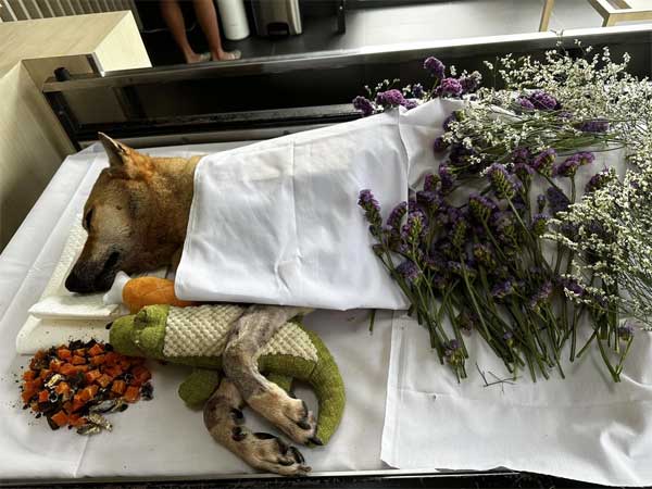 Chủ leo núi Everest mất tích cũng là lúc chó cưng ở nhà hấp hối-2