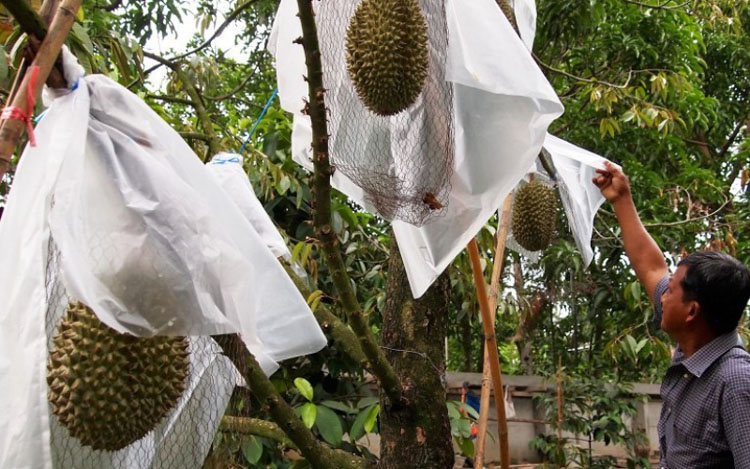 Quả sầu riêng giá 1,1 tỷ đồng: Là giống quý, được giới nhà giàu săn lùng nhiều nhất thế giới-2