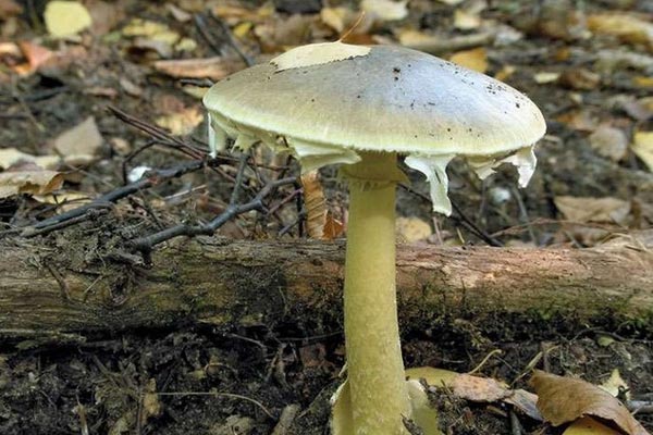 5 loại củ quả chớ dại mà ăn cả vỏ vì dễ gây ngộ độc-2