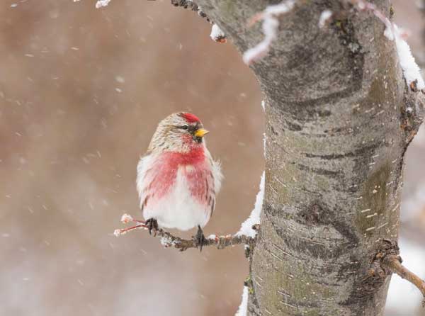 Giữa hè tháng 6, 4 con giáp đón tài lộc bất ngờ, thu hoạch vượt trội, giấc mơ giàu sang thành sự thực-3