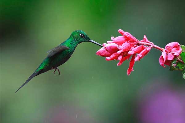 Tử vi ngày 15/6/2023: Tuổi Tý người sẵn sàng giúp, tuổi Mão tư duy đột phá-4