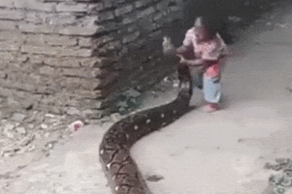 Clip: Bé trai dùng tay không tóm đầu trăn khủng để chơi đùa và cái kết