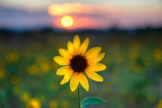 Tử vi ngày 15/6/2023: Tuổi Tý người sẵn sàng giúp, tuổi Mão tư duy đột phá