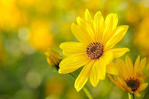 Tử vi ngày 15/6/2023: Tuổi Tý người sẵn sàng giúp, tuổi Mão tư duy đột phá-2