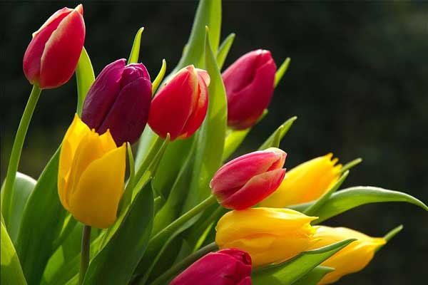 Tử vi vui 12 cung hoàng đạo ngày 16/6: Song Tử chưa tập trung, Ma Kết áp lực-2