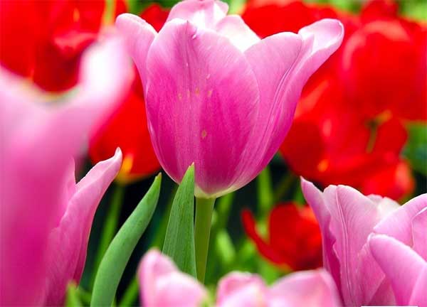 Mệnh Trời đã định, 3 con giáp cẩn trọng tỉ mỉ, ham học hỏi, tháng 5 Âm lịch tài khoản nhảy số tưng bừng-3