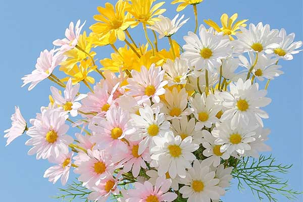 Tử vi ngày 16/6/2023: Tuổi Thân quý nhân mở đường, tuổi Dậu danh tiếng vang xa-1