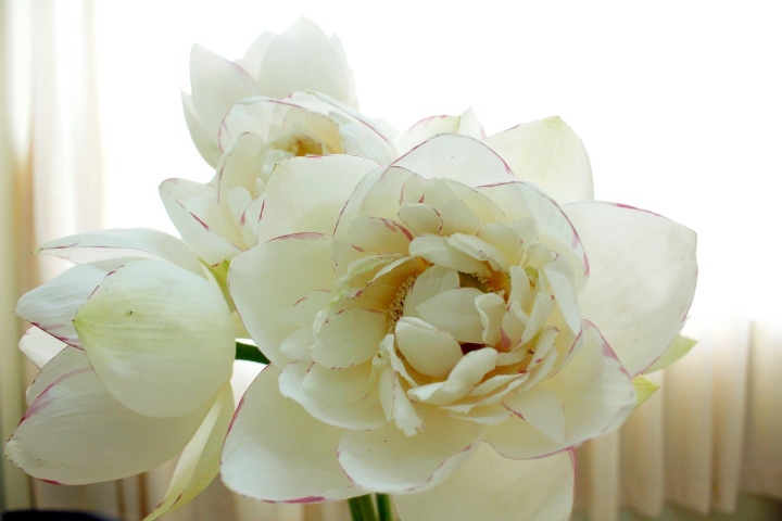 Chị em phát sốt, lùng mua bằng được hoa sen đột biến độc lạ-1