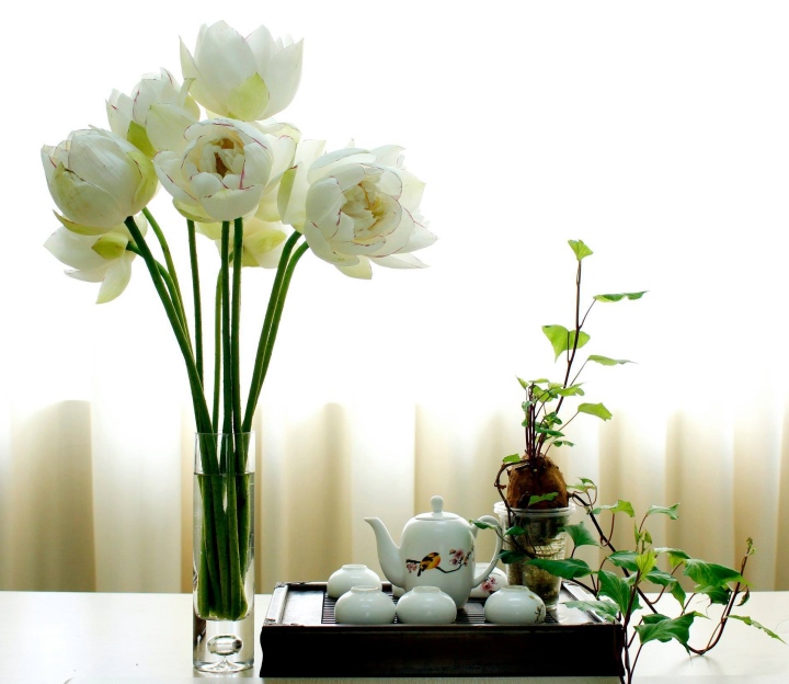 Chị em phát sốt, lùng mua bằng được hoa sen đột biến độc lạ-2