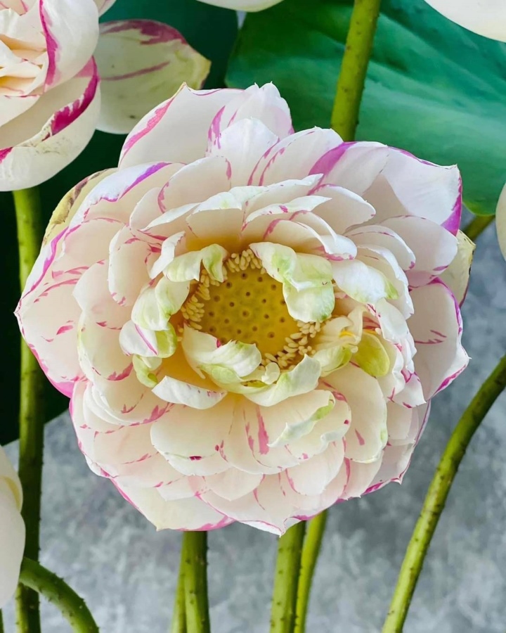 Chị em phát sốt, lùng mua bằng được hoa sen đột biến độc lạ-3