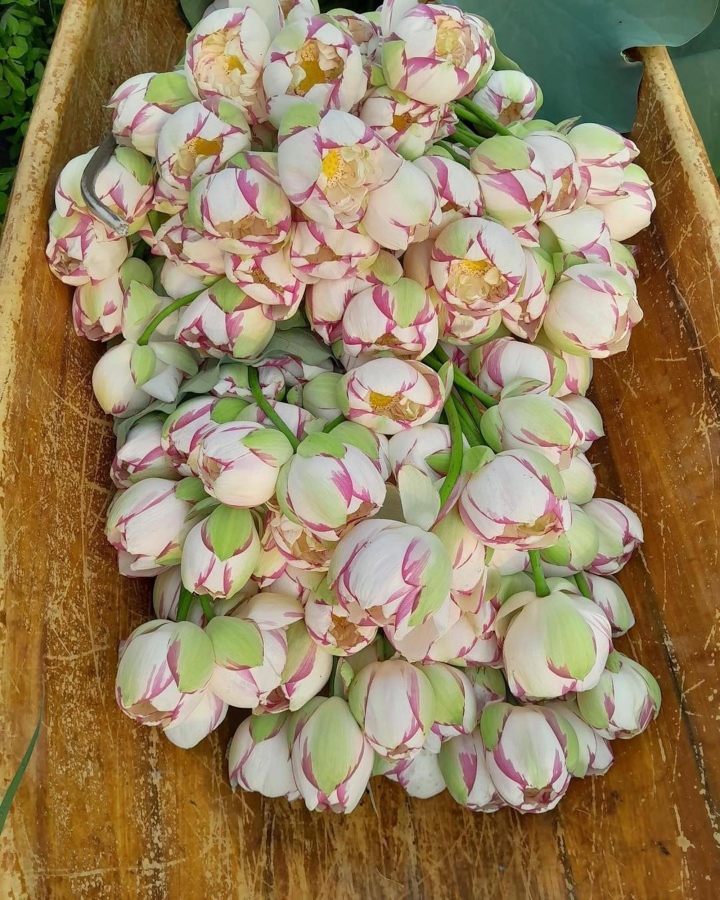 Chị em phát sốt, lùng mua bằng được hoa sen đột biến độc lạ-4